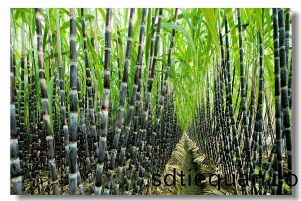 採(cai)煗(nuan)鍋(guo)鑪十大名牌有(you)哪(na)些?