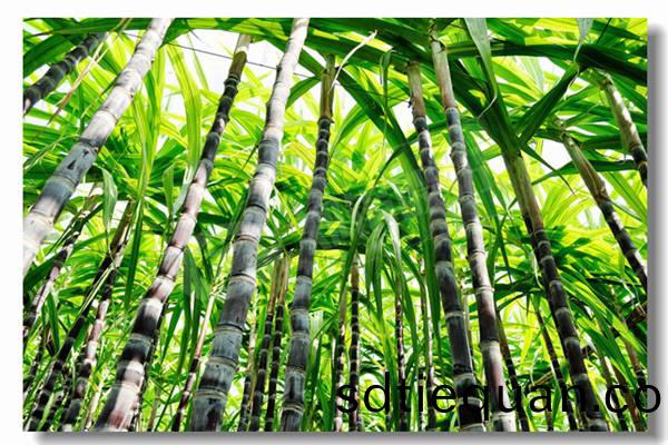 100噸(dun)化(hua)工廠蒸(zheng)汽(qi)鍋(guo)鑪