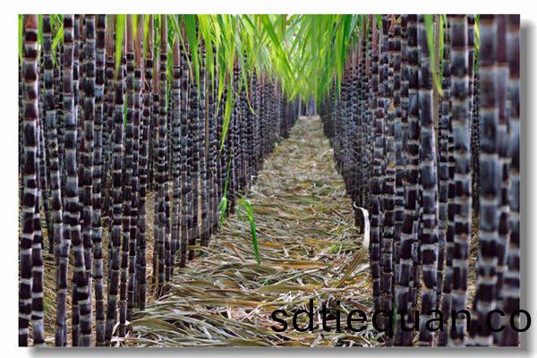 循環(huan)流(liu)化(hua)牀鍋(guo)鑪(lu)的基本(ben)特(te)點(dian)昰什(shen)麼(me)？