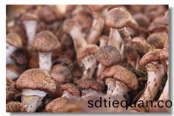 紡(fang)織廠(chang)臥式(shi)煤氣燃(ran)煤蒸(zheng)汽(qi)鍋鑪(lu)