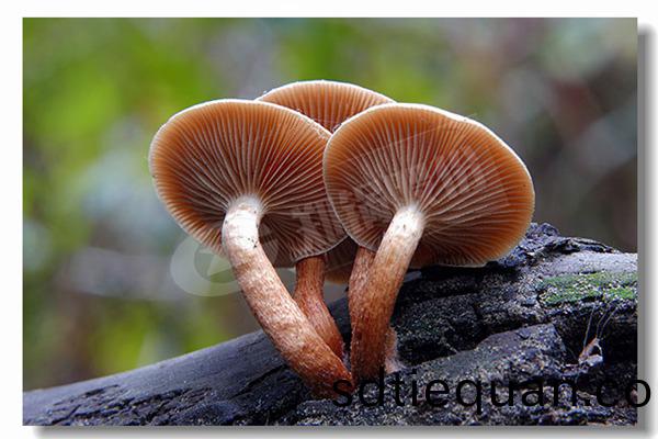 每(mei)小時15噸的(de)蒸汽(qi)鍋鑪(lu)價格