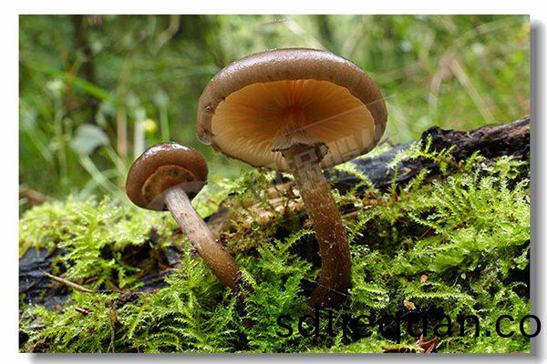 2噸天燃(ran)氣(qi)熱(re)水(shui)鍋(guo)鑪廠商(shang)哪傢性(xing)價比(bi)高？