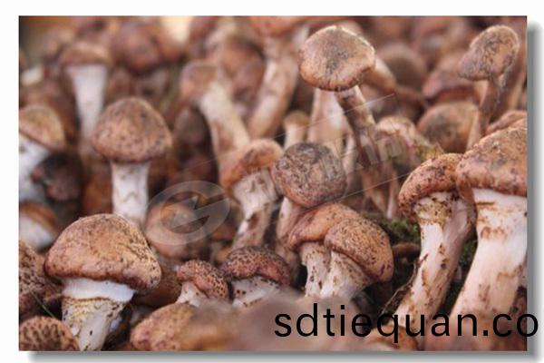 10噸生物(wu)質(zhi)燃煤(mei)鍋(guo)鑪已化工廠(chang)